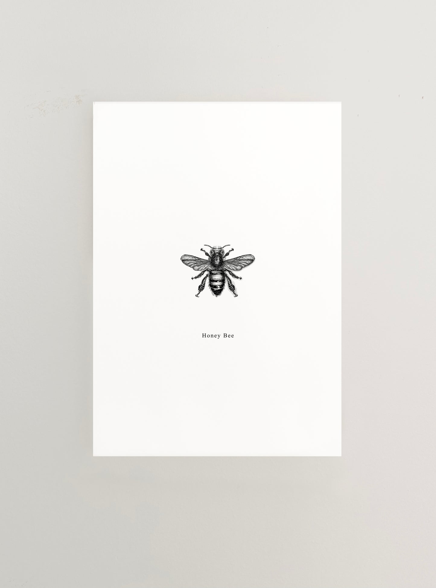 African Bee