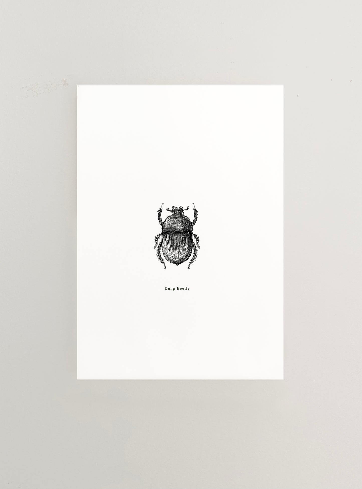 Dung Beetle