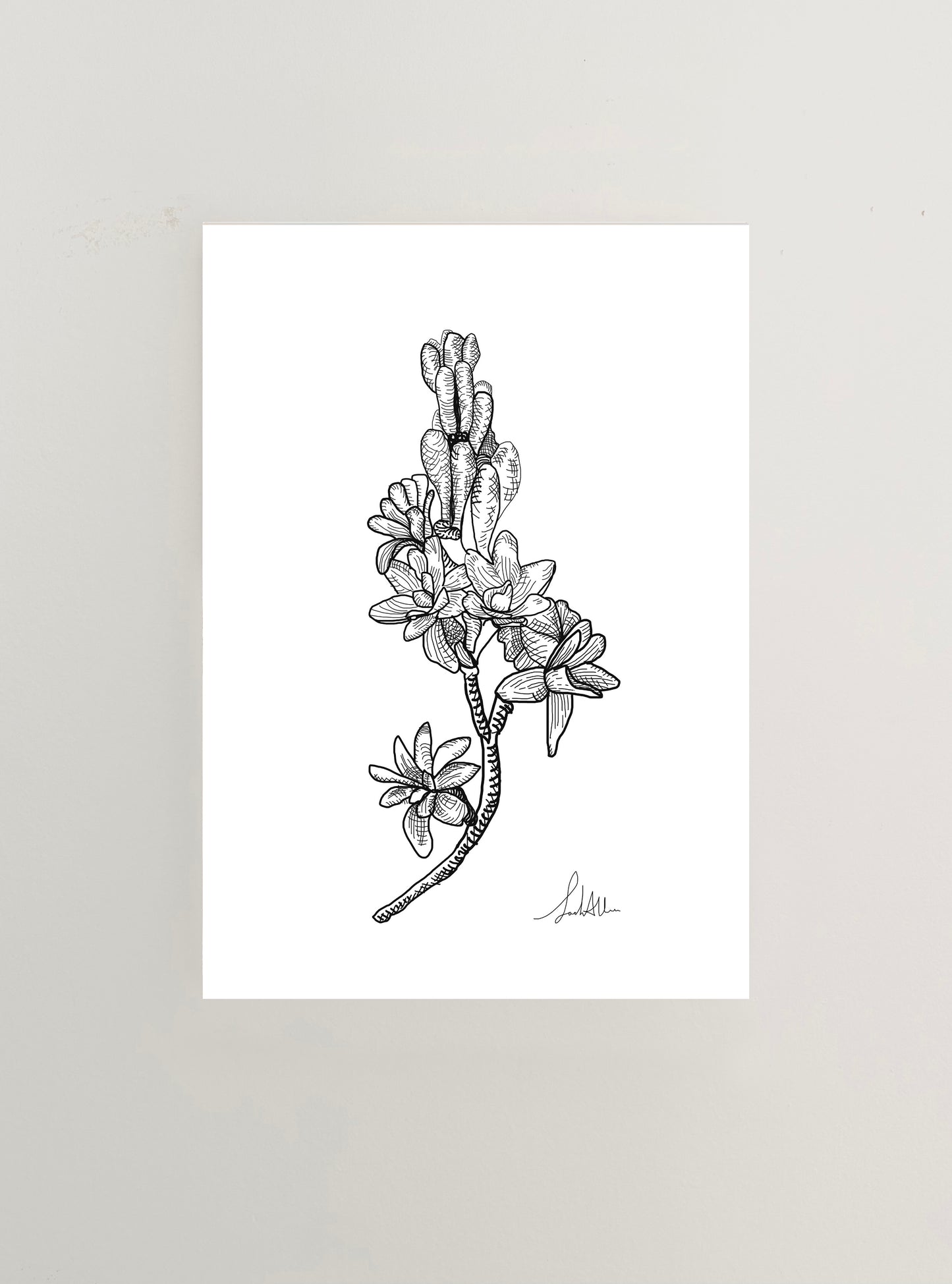 Watsonia