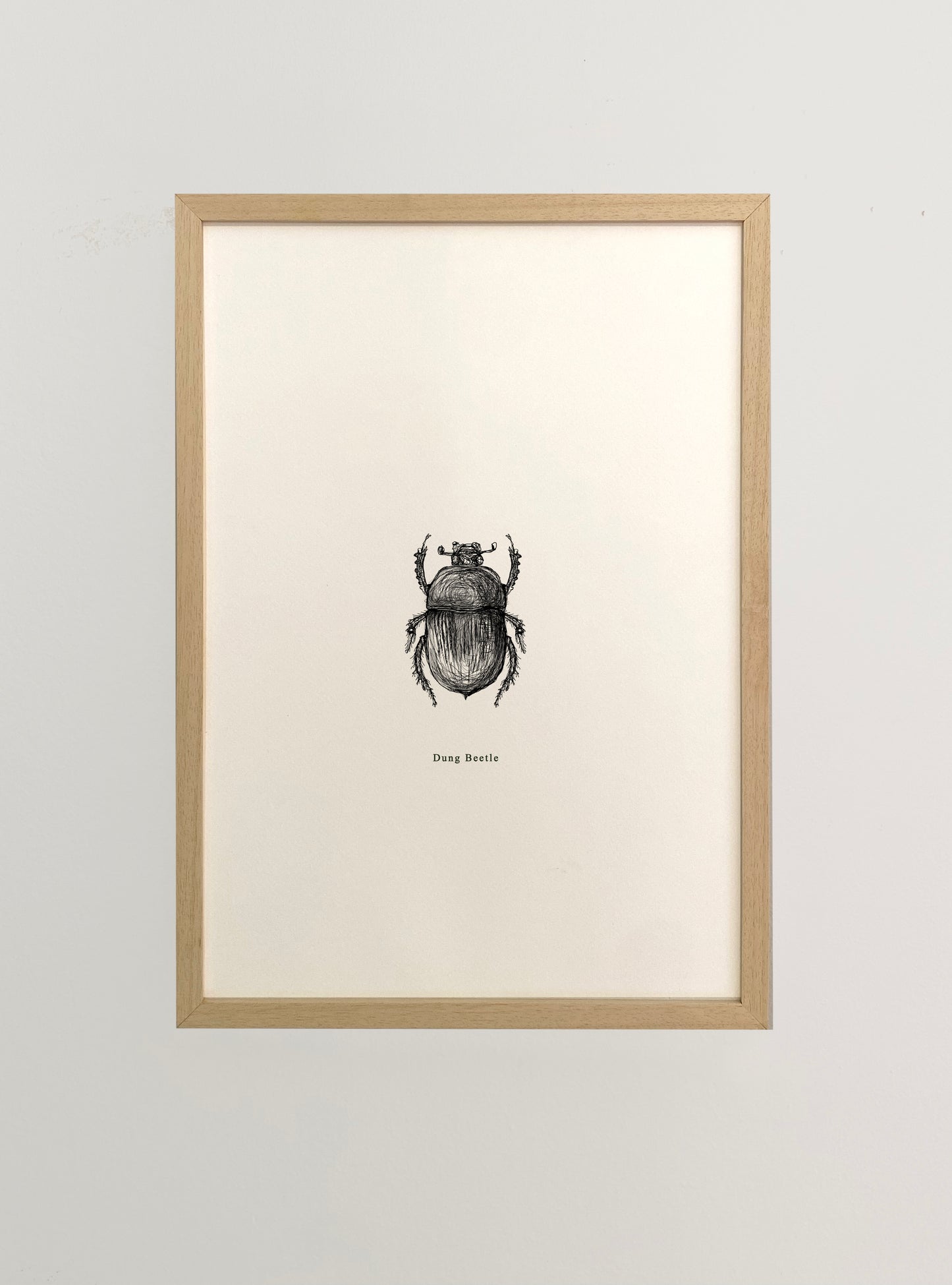 Dung Beetle
