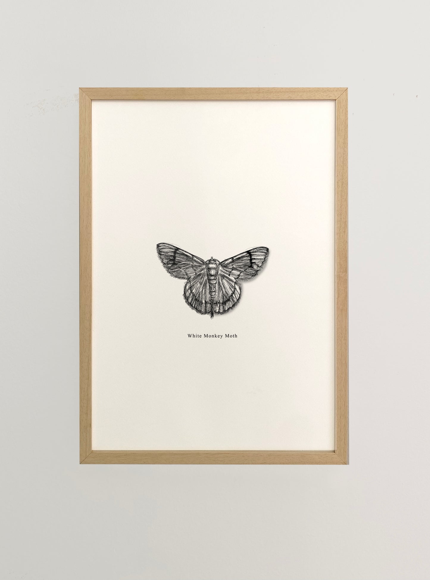 Moth