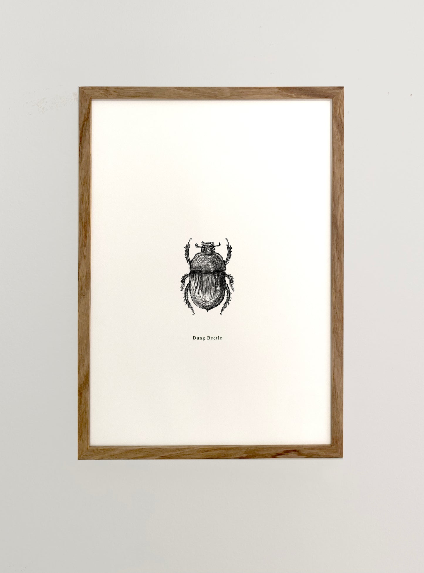Dung Beetle