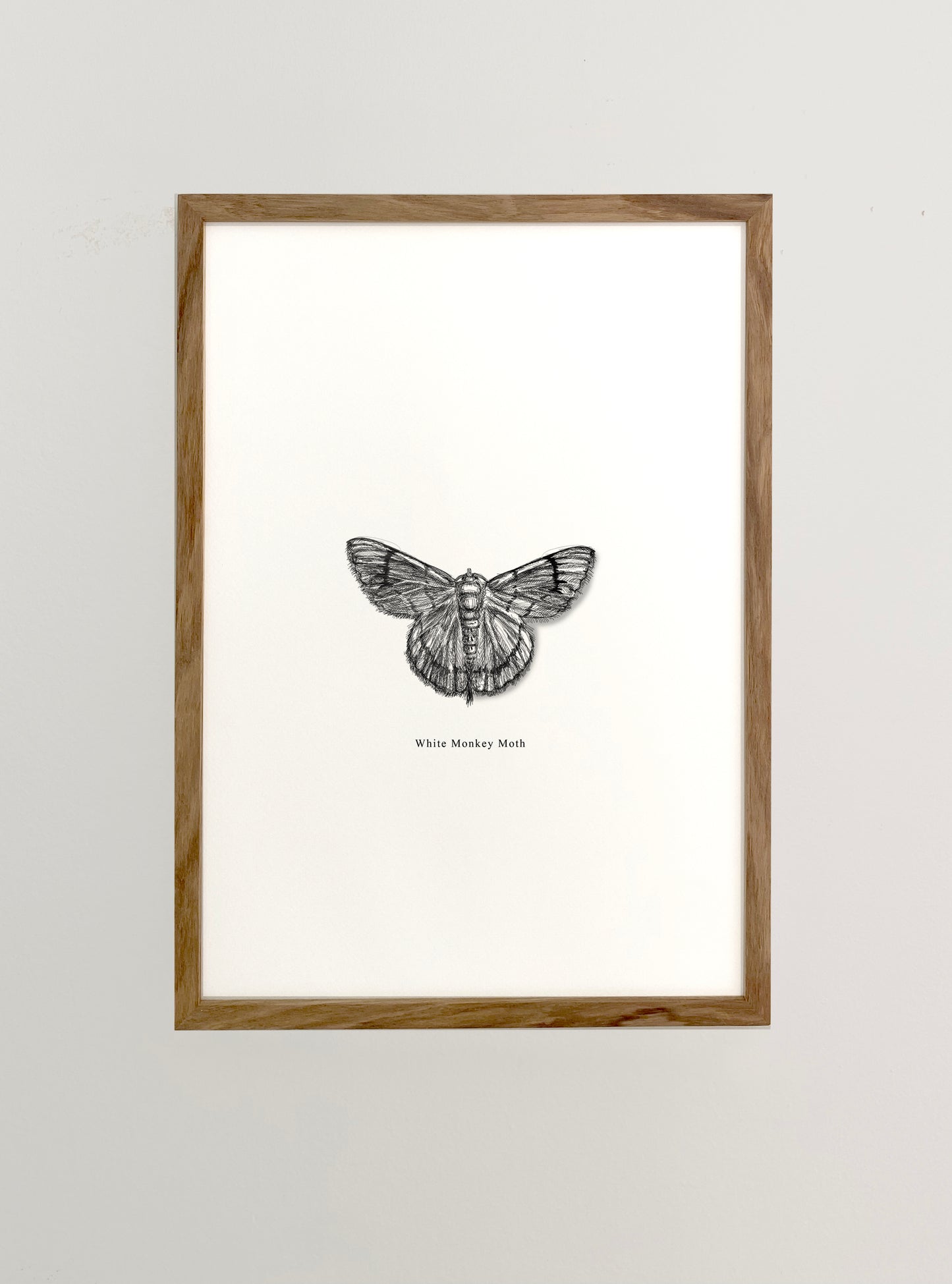 Moth