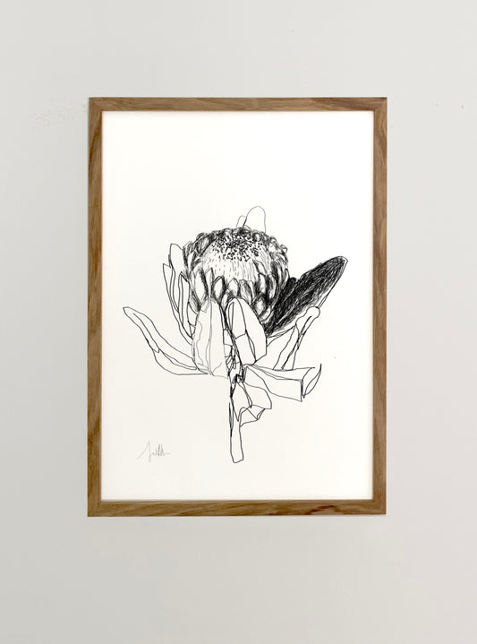 Protea 2