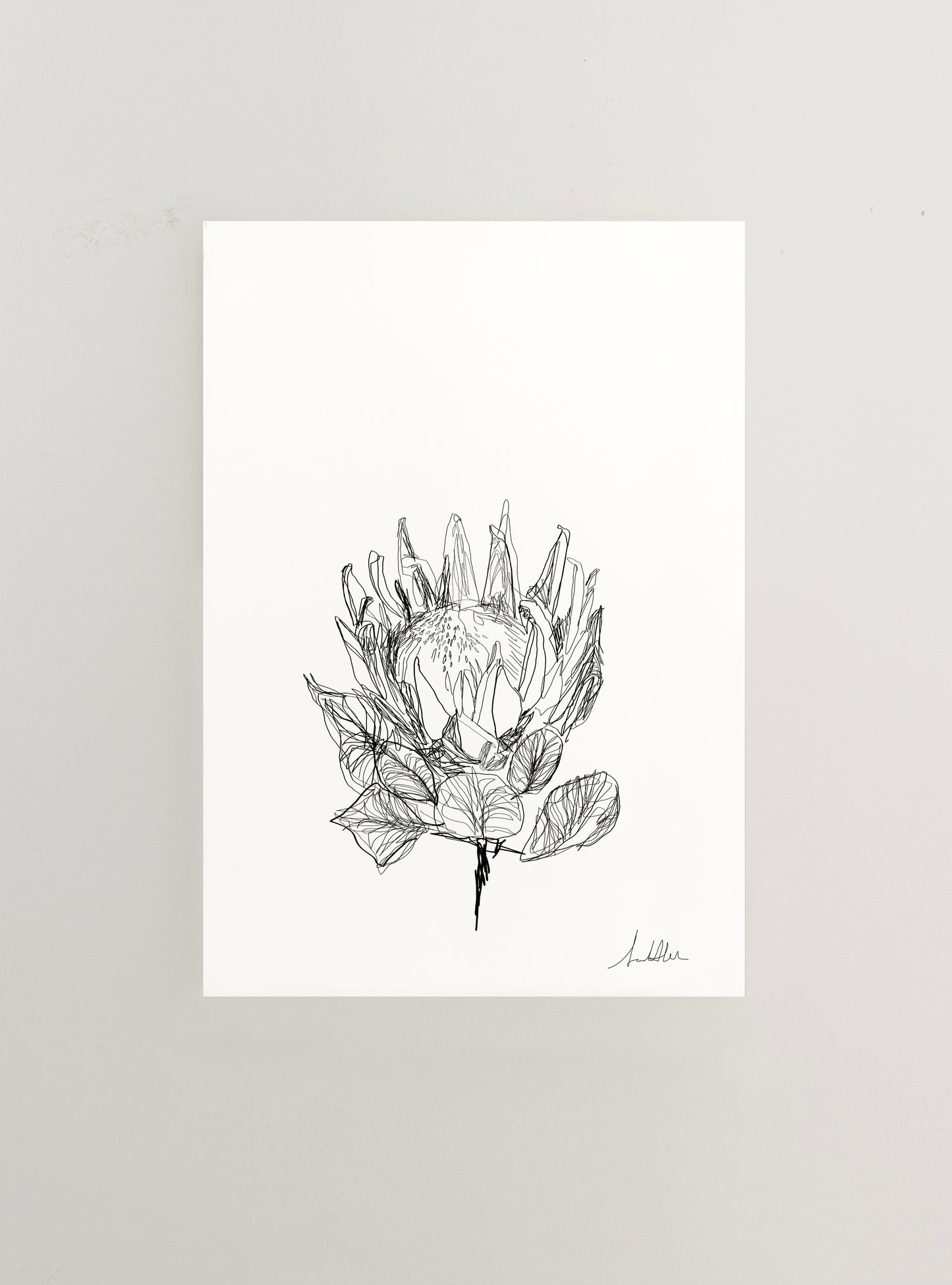 Protea 1